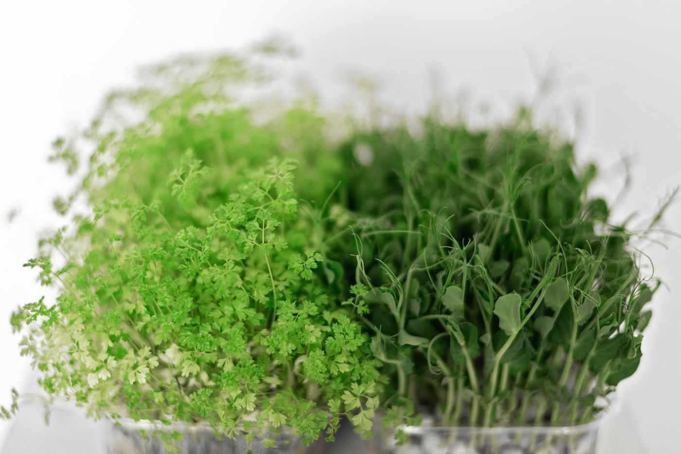 fresh sprouts of microgreens